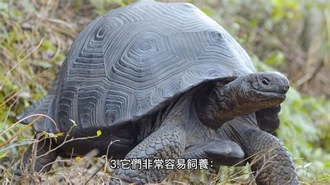 養陸龜好處|五個你以為不能吃，卻是對陸龜很好的食物 – 赫曼抓抓